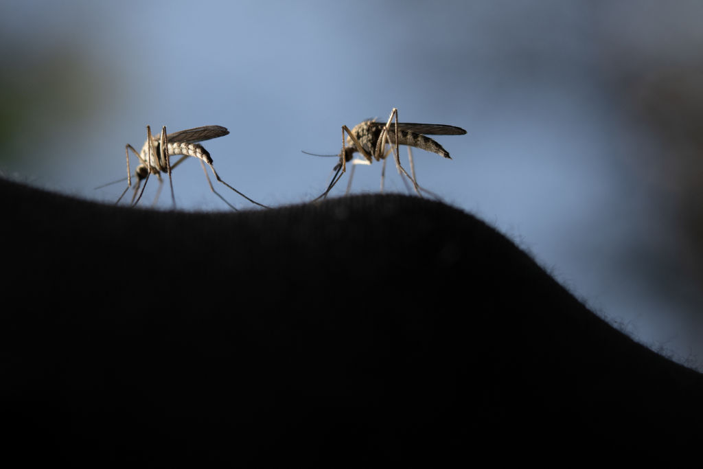 Australian Researchers Discover Mosquitoes Carrying Flesh-Eating Bacteria 