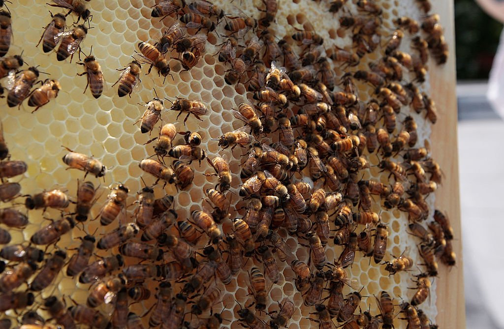 Urban Beekeepers Tend To Hives In New York City