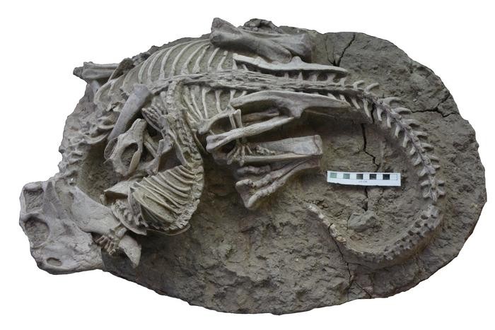 Mortal Combat: Scientists Discover Fossil of Mammal Eating Dinosaur ...