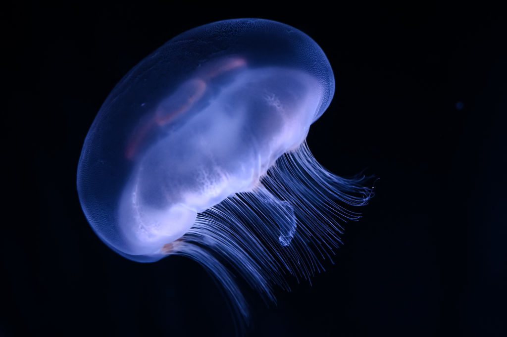 New Species of Ancient Jellyfish Discovered in 505-Million-Year-Old Fossils