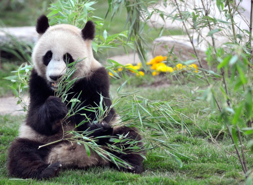 A hungry giant panda enjoys bamboo at a
