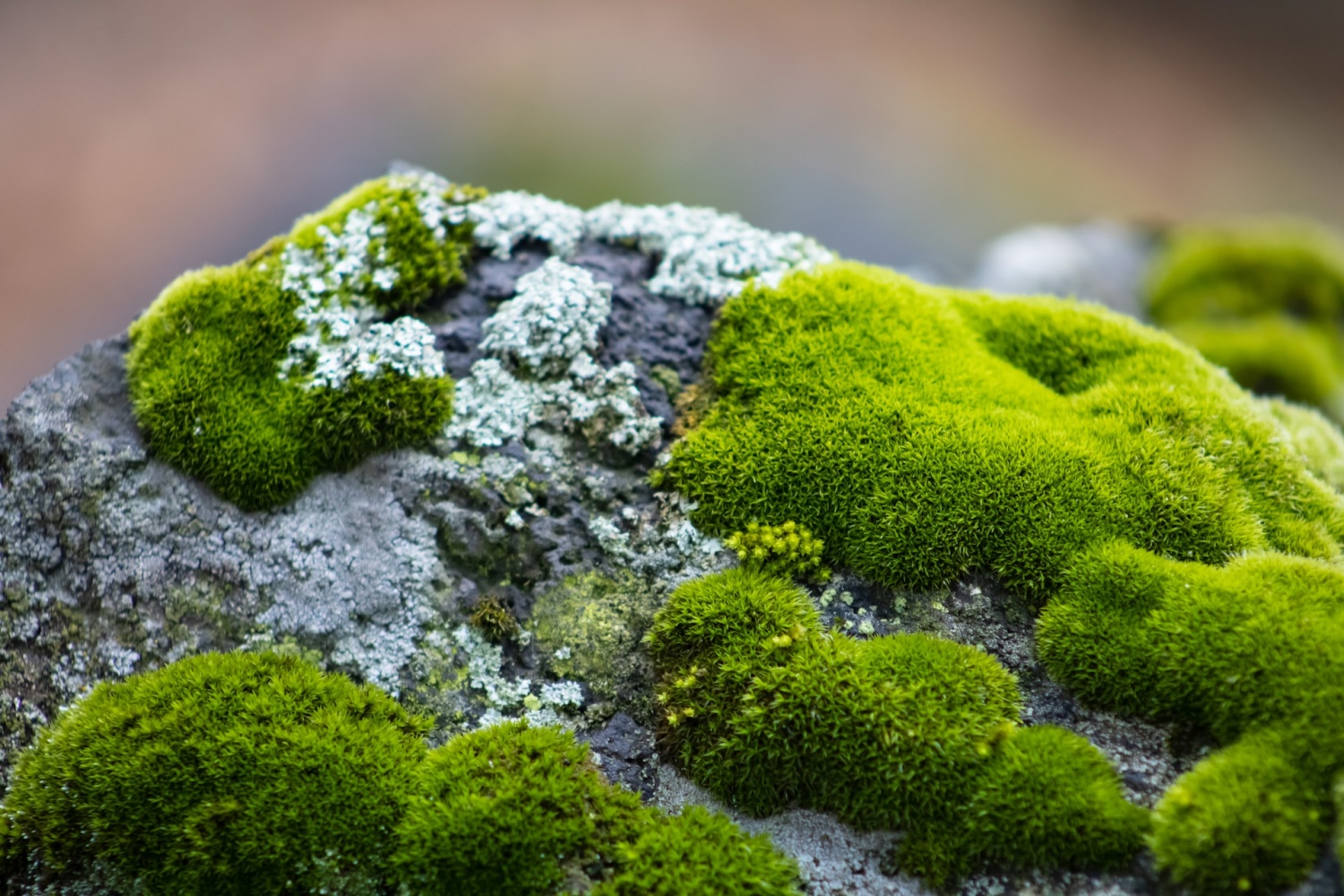 Climate Change Is Threatening This 165-Million-Year Old Moss Species: Study