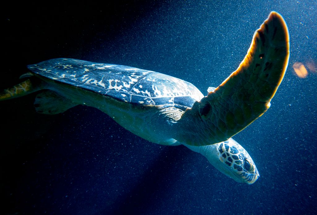 Turtles' Shells Preserve Post-World War II Nuclear History, Enduring Uranium Signatures Even Decades After: Study