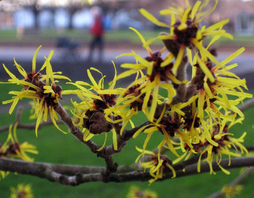A blooming witch-hazel (Hamamelis) is se