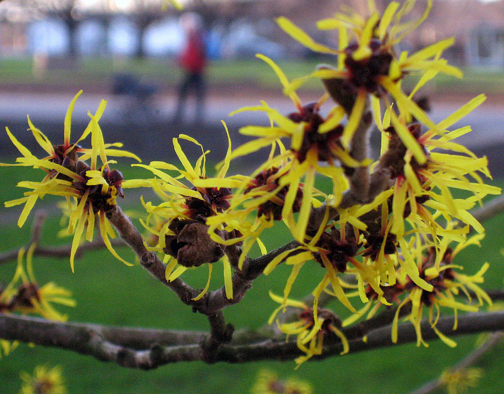 Witch Hazel 'Seed-Shooting' Plant Is Being Used to Improve the Design of Jumping Robots