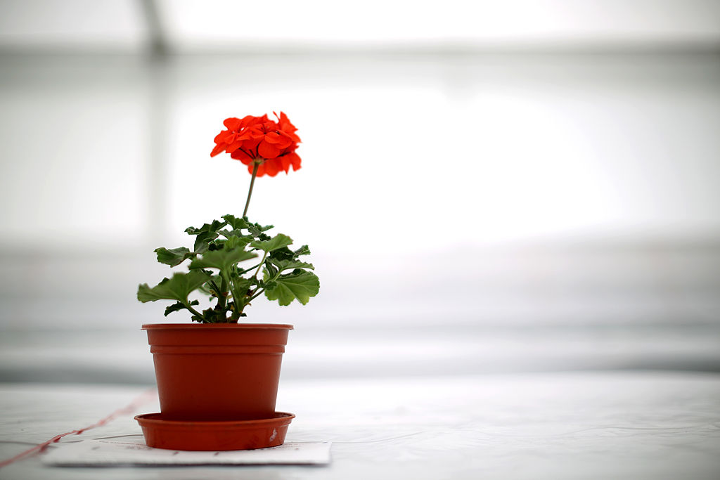 How Researchers Are Using Coffee Grounds for 3D Printing of Plant Pots