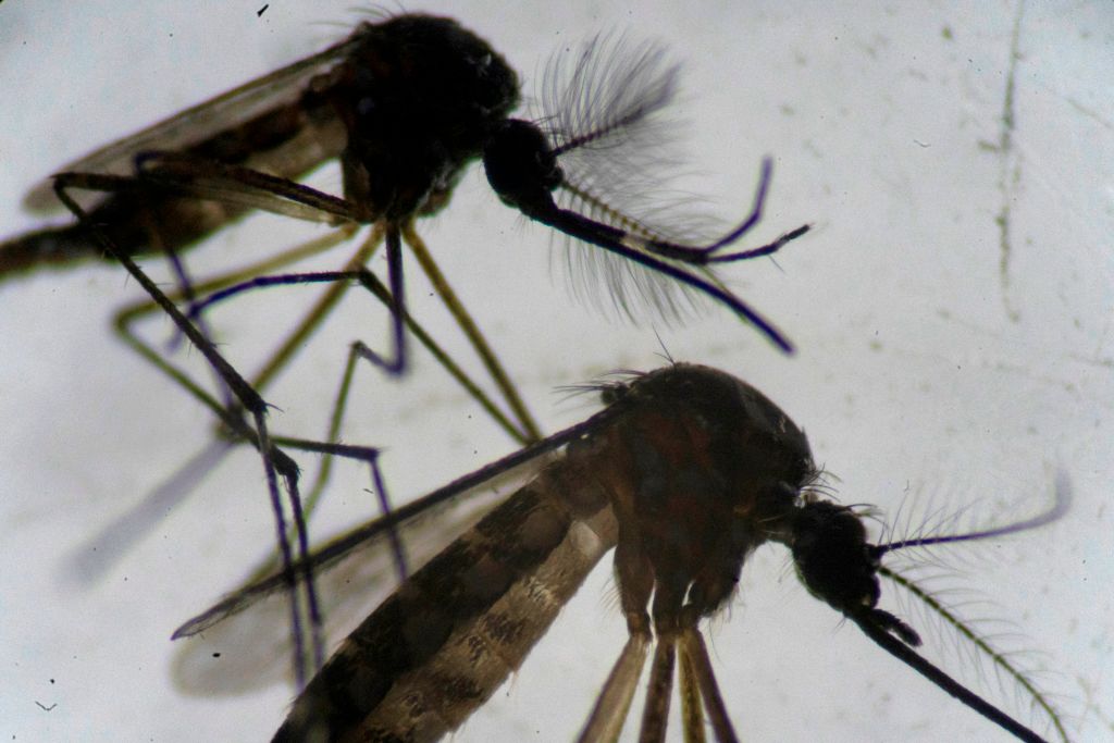 Honduras Innovates in Dengue Epidemic Fight by Deploying Special Mosquitoes