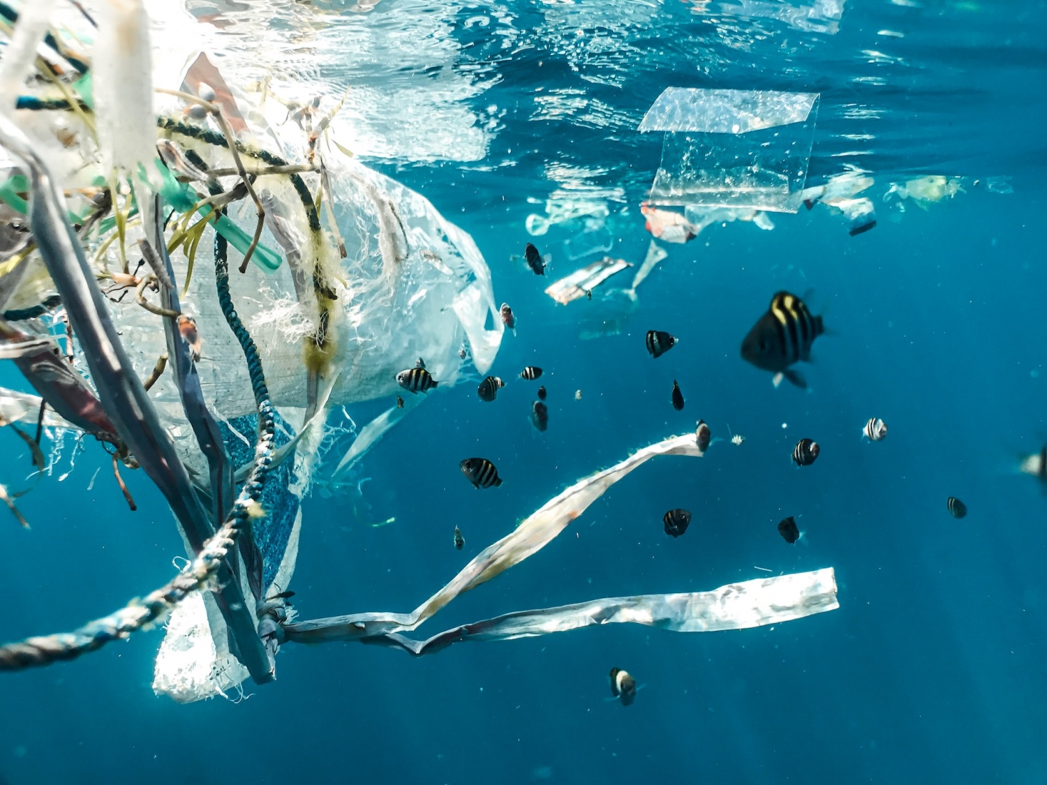 This Genetically Engineered Bacteria Can Degrade Plastics—Can it Clean Our Oceans?