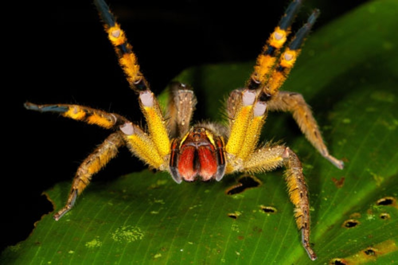 Spider Viagra: Brazilian Scientists Turn Spider Venom into New Erectile Dysfunction Cure