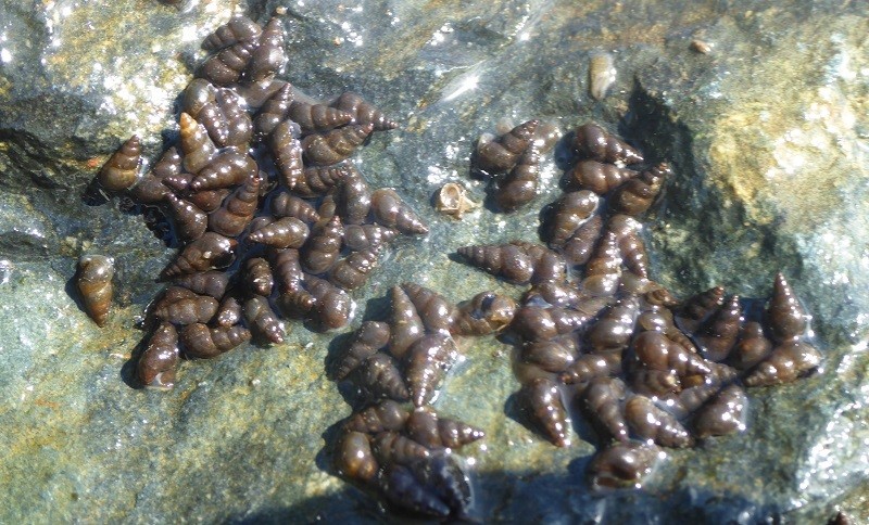 New Zealand Mud Snail 