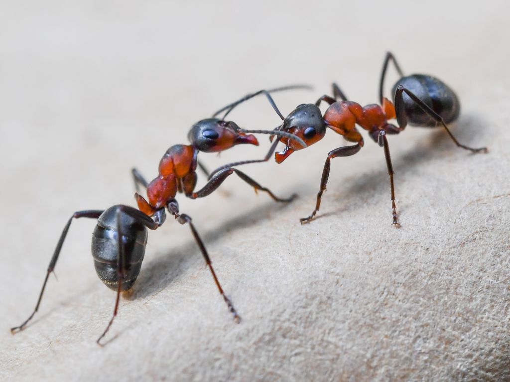 Ant Brains Inspire AI-Powered Farm Robots