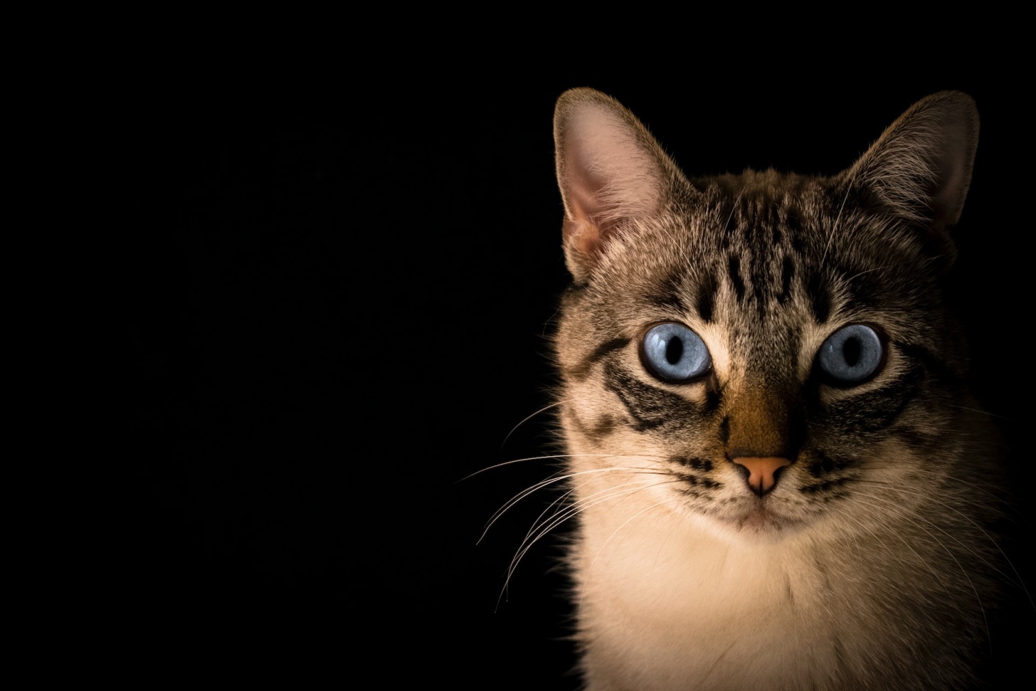 Can Cats Glow in the Dark? New Study Says 125 Mammal Species Have 'Apparent Fluorescence'