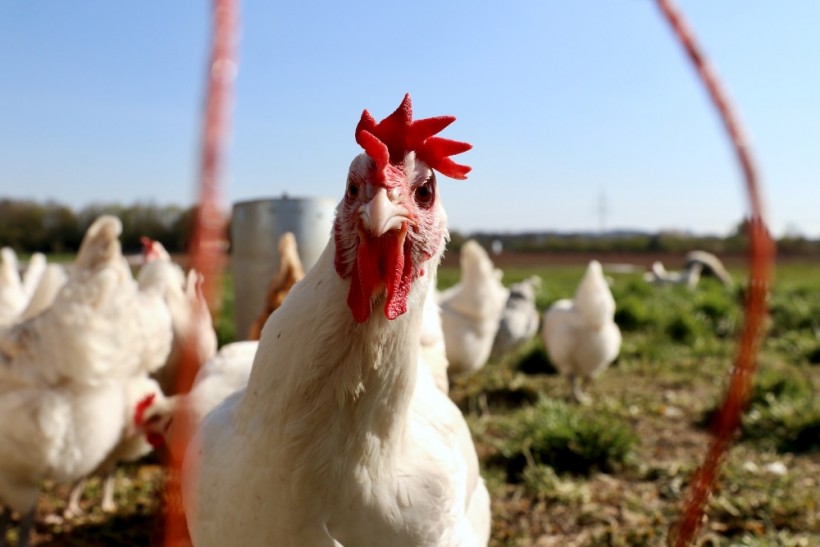 Gene-Edited Chickens: Can Scientists Safeguard Poultry from Bird Flu with Altered DNA?