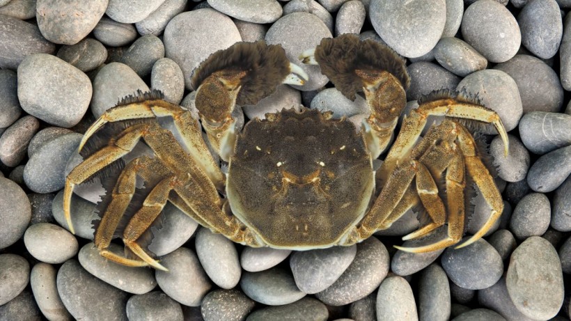 UK Scientists Unveil Traps to Battle Against Invasive Chinese Mitten Crabs