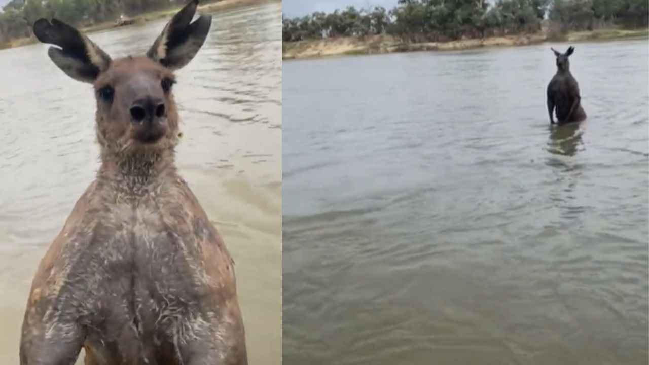 Australian Man Fights Kangaroo to Save His Dog: The Viral Video