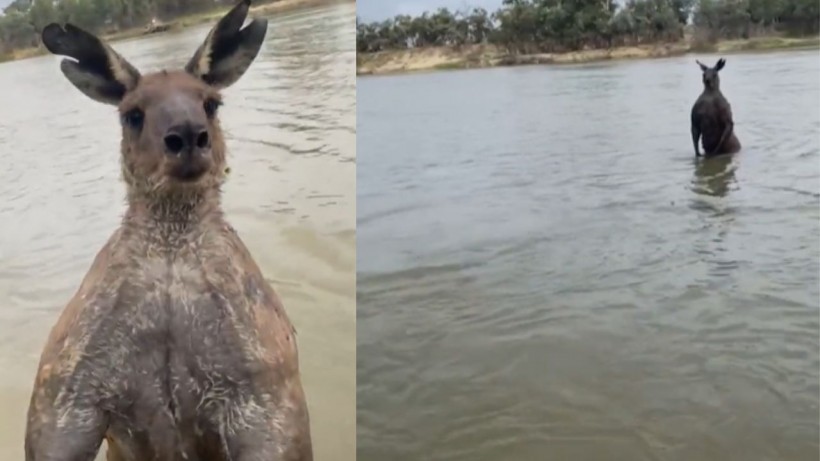 Video Captures Man Battling Kangaroo
