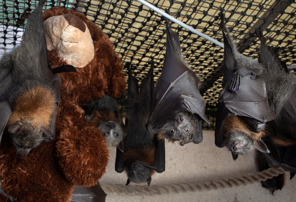 Unlocking Bat Genes' Secrets: Study Reveals Insights on How This Mammal Don't Get COVID, Cancer