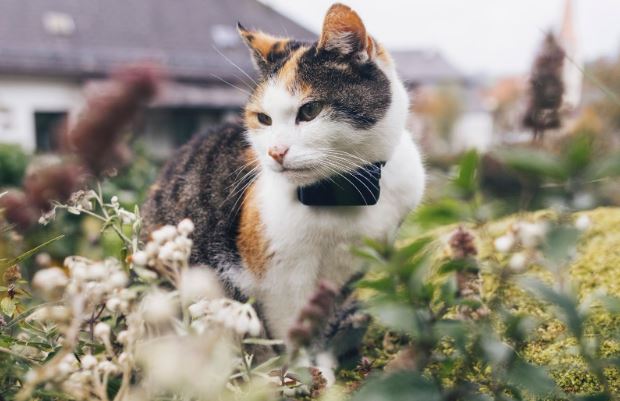 Tractive Cat MINI Review: Follow Your Cat's Every Move With This Tiny GPS Tracker