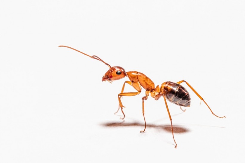 Plastic pollution reaches terrestrial ants.