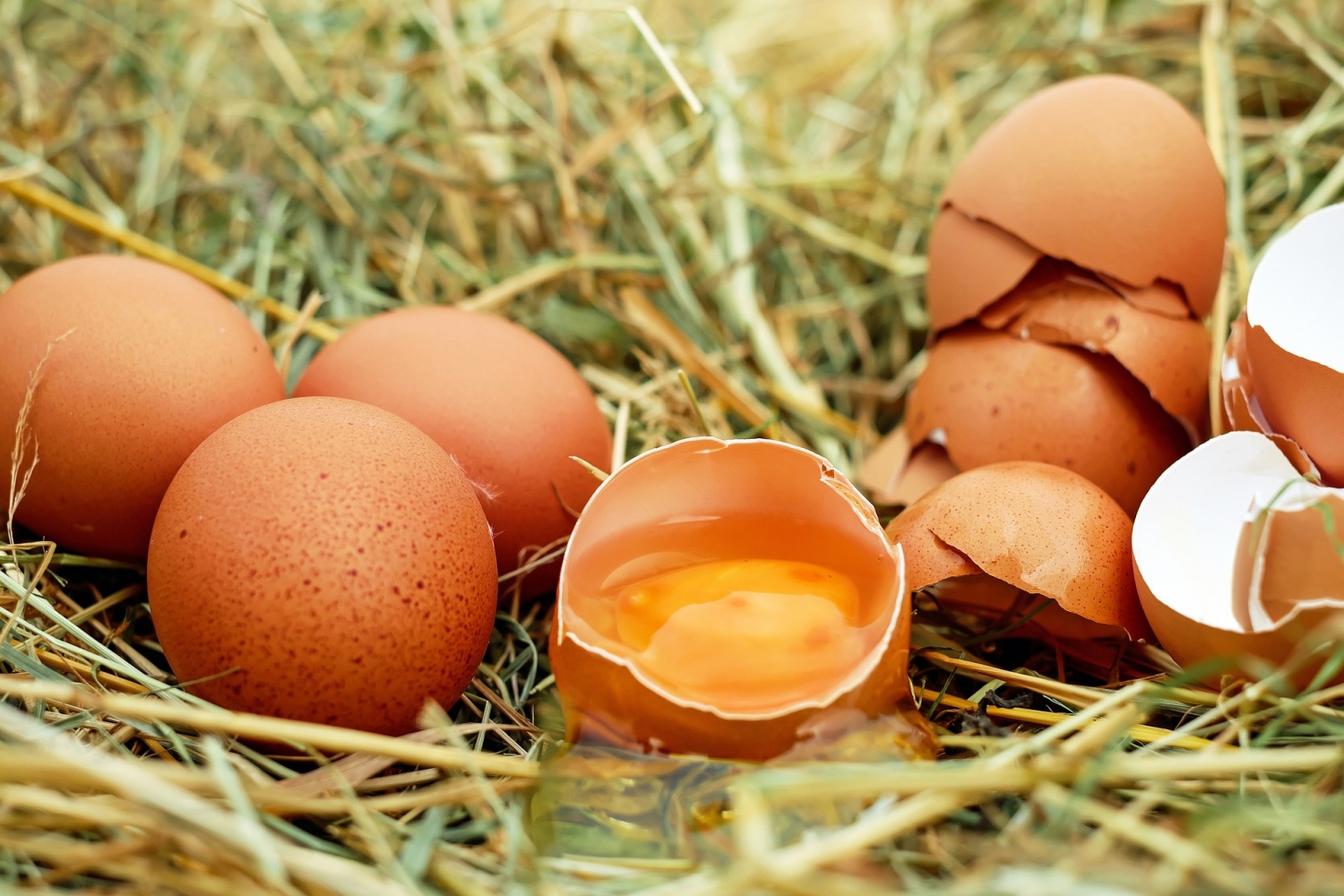 Study’s Amazing Discovery: Chicken Eggshells Can Act as Electrodes to Power Batteries