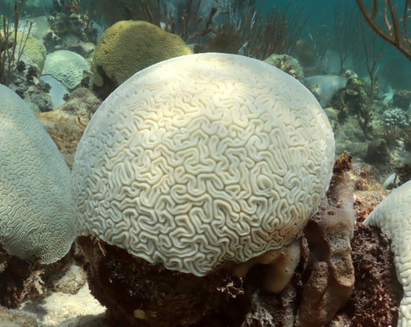 Bleaching Crisis Threatens Iconic Caribbean Coral Reefs 