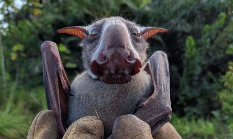 This Spooky-Looking Hammerhead Bat Won't Suck Your Blood
