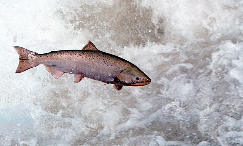 Chinook Salmon Leaps Through White Water