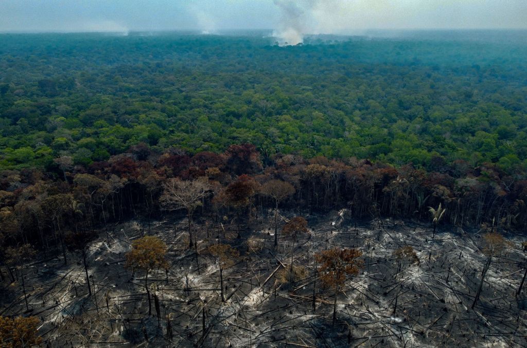 Amazon Deforestation: Study Reveals Its Alarming Impact on Global Warming, Climate Change