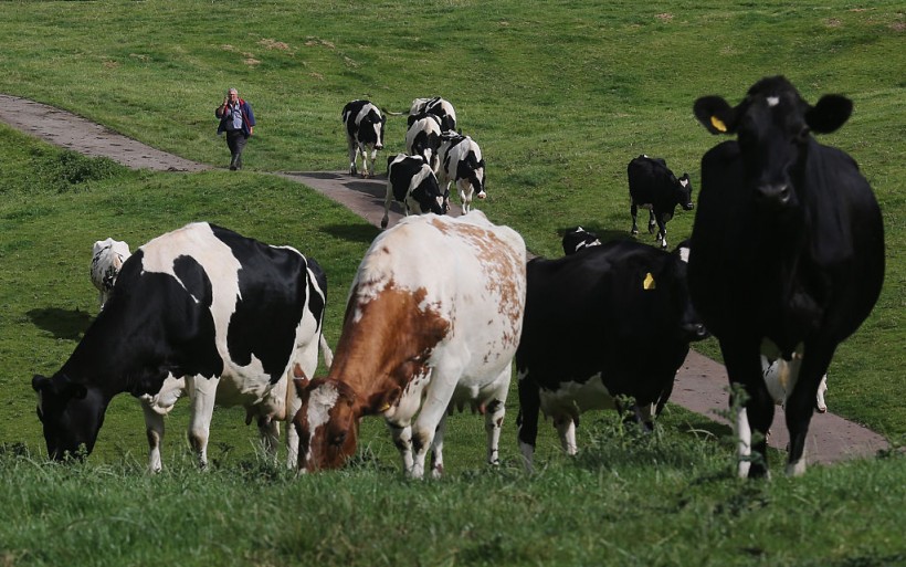 Cows Being Milked At A Cheshire Dairy Farm