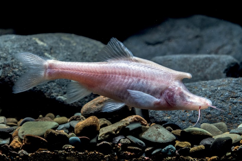 Scientists Discover New Unicorn-Like Fish in a Dark Cave in China