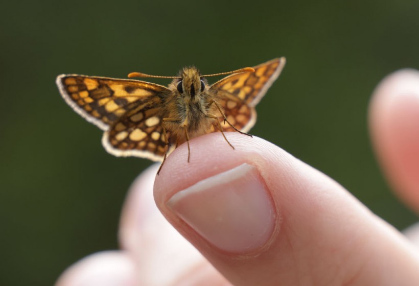 Austrian Butterfly And Moth Monitoring Gauges Biodiversity Decline