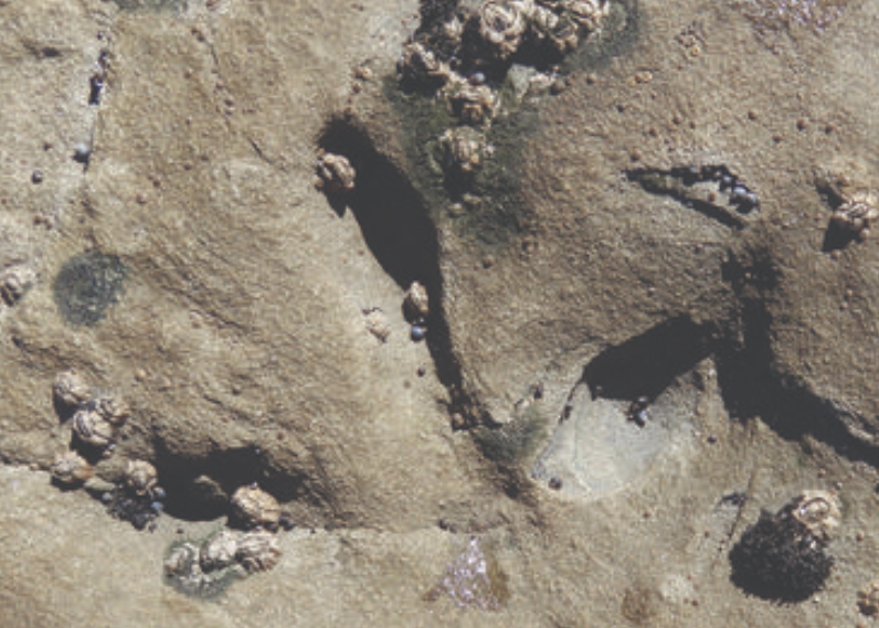 Ancient Avian Wonders Unveiled: Oldest Bird Footprints Discovered in Polar Australia