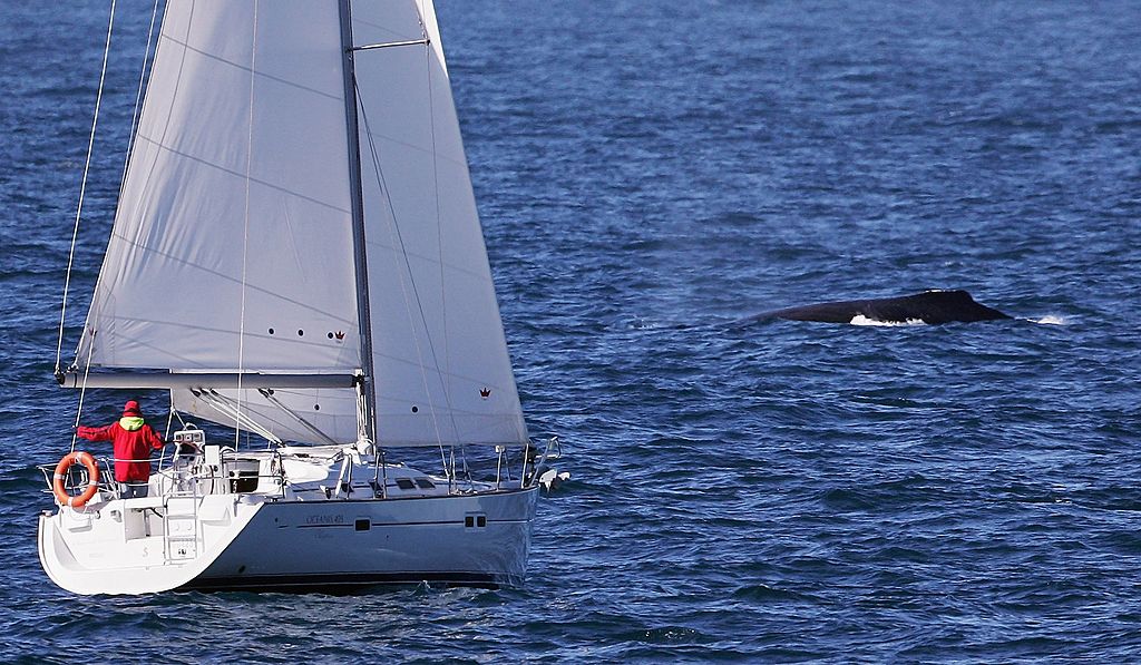 Whale's Tail-Inspired New Propulsion System Could Power Ships for 'Greener' Maritime Industry
