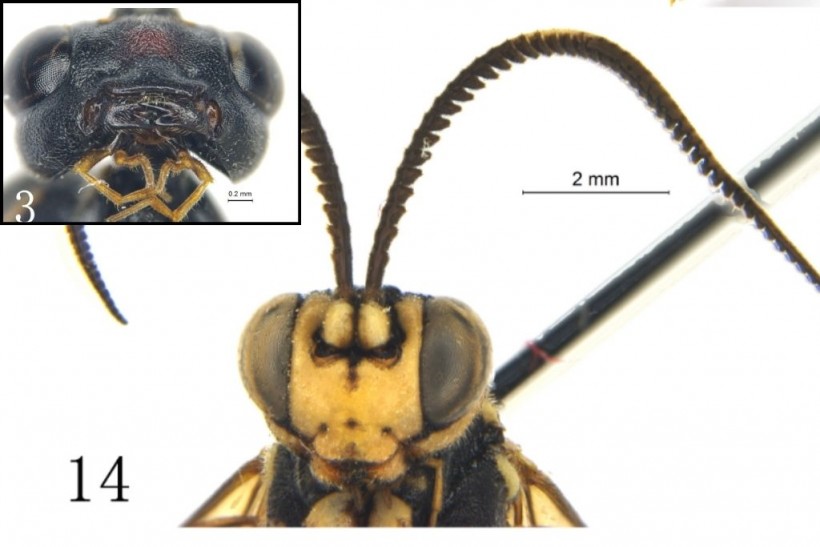 Serratichneumon maculatus Sheng & Riedel gen. et sp. nov.