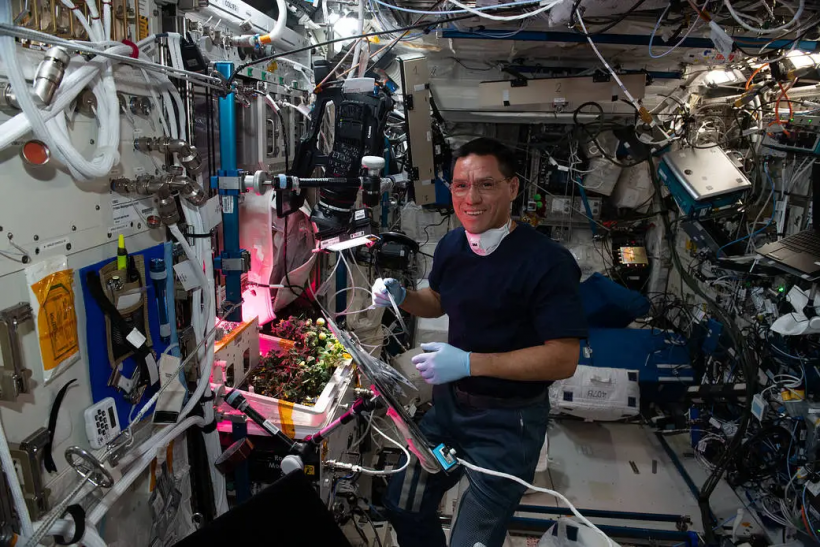 Astronaut Frank Rubio checks tomato plants for the XROOTS study