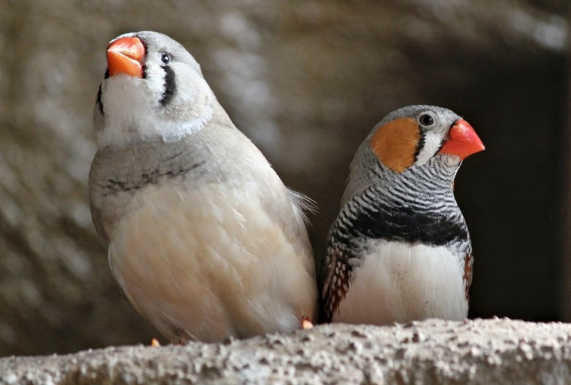 New Study Reveals Male Songbirds Must Sing Daily to Look More Attractive to Females