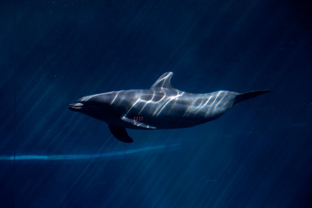 Science Weekly Roundup: IBM's Quantum Leap, Mysterious Dolphin with 'Thumbs'