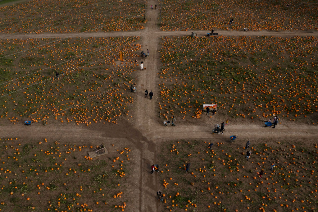 Pumpkin Pickers Visit Tulleys Farm Ahead Of Halloween