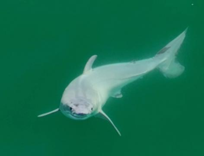 Discovery of Baby Great White Shark Off California's Coast Stuns Researchers