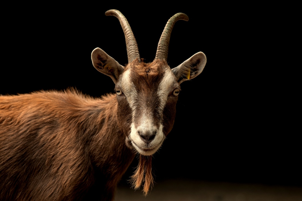 New Study Says Goats Can Recognize Human Emotions in Speech