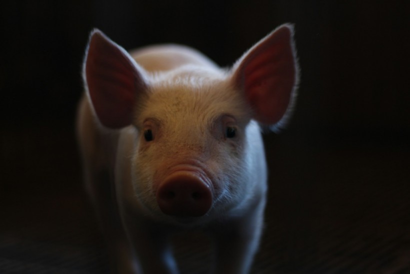 Japan Breeds First Pigs for Human Organ Transplants Amid Donor Shortage Crisis