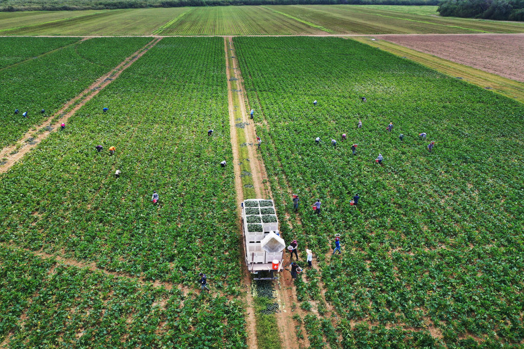 AI-Powered Drones Are Revolutionizing Agriculture by Improving Pest Control