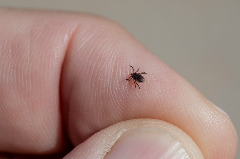 This Chewable Tablet Can Protect Humans From Lyme Disease Brought Ticks