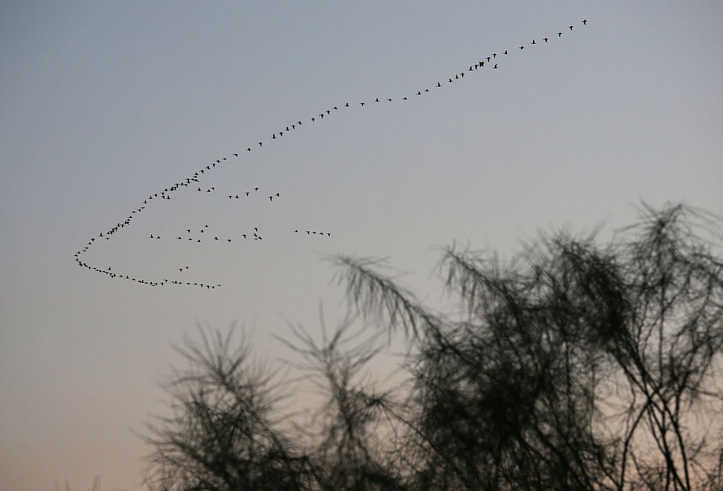 Migratory birds 