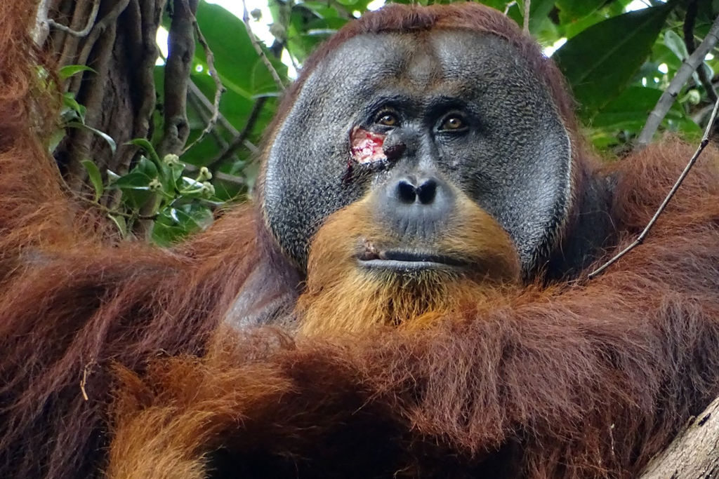 INDONESIA-ANIMAL-SCIENCE-RESEARCH