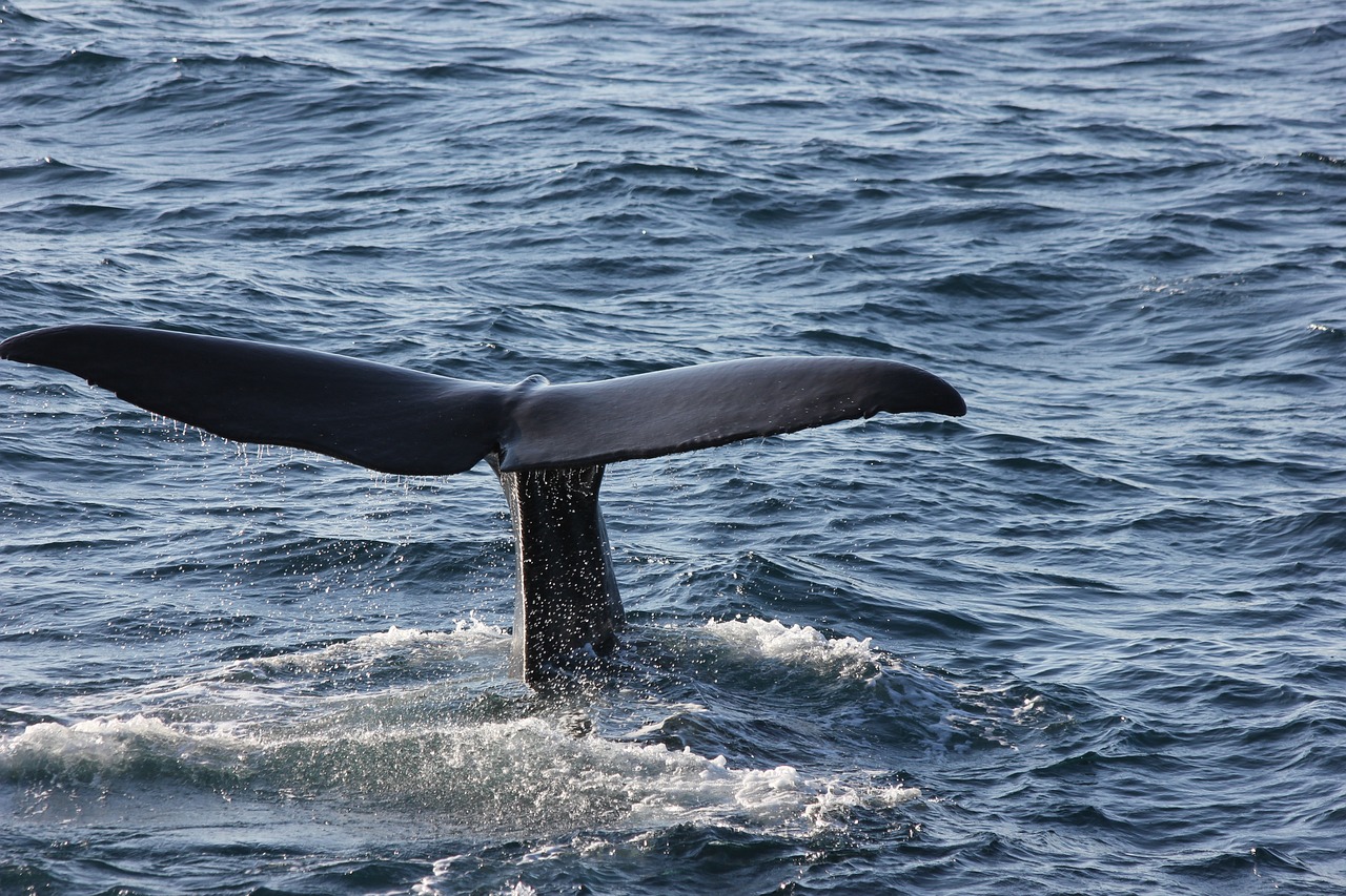 Sperm Whales Clicks: Researchers Discover Interesting Findings How They Communicate