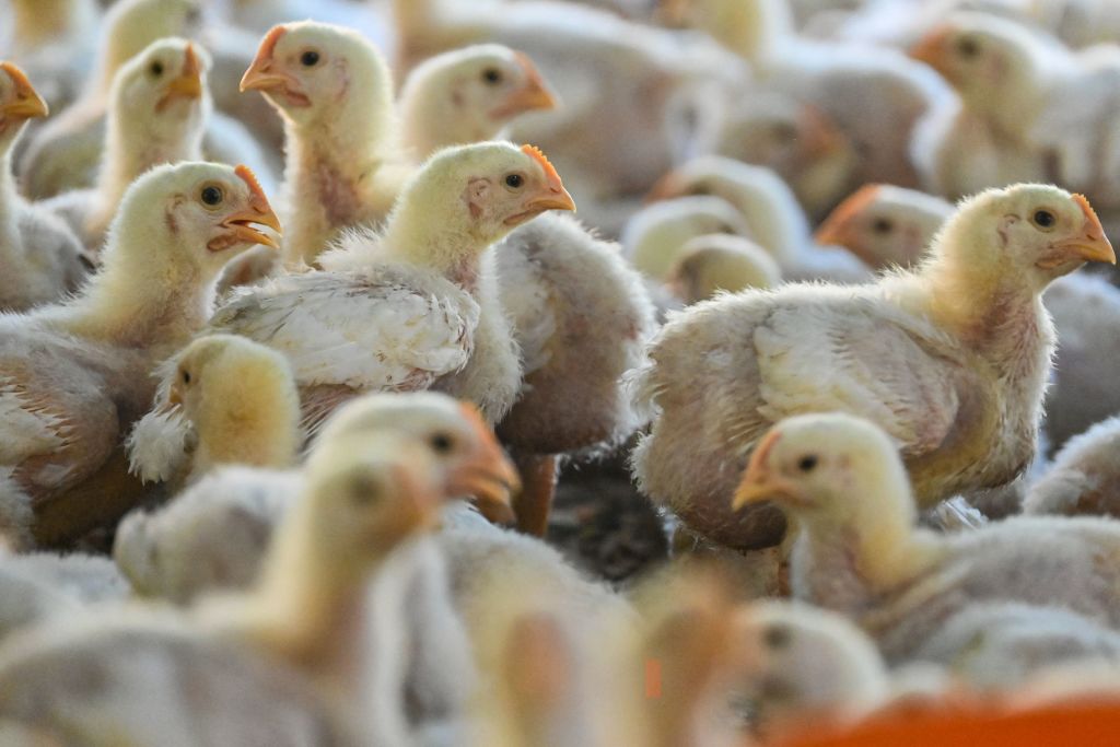 mRNA Vaccine Shows Promise Against H5N1 Bird Flu