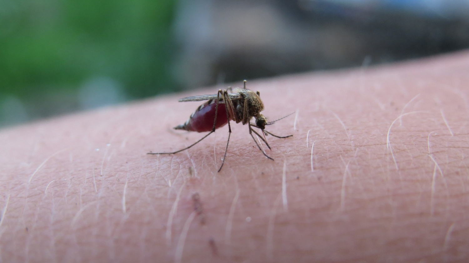 How AI Is Being Used to Revolutionize Mosquito Monitoring to Help Fight Malaria in Africa