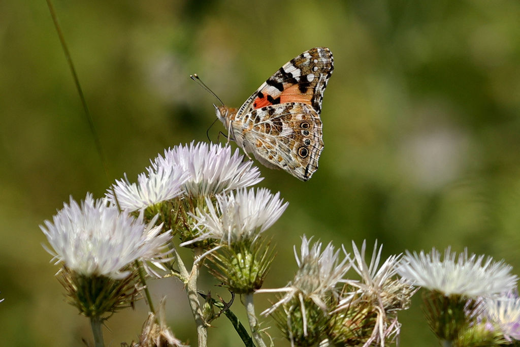 ALBANIA-SCIENCE-ANIMAL-NATURE-CLIMATE