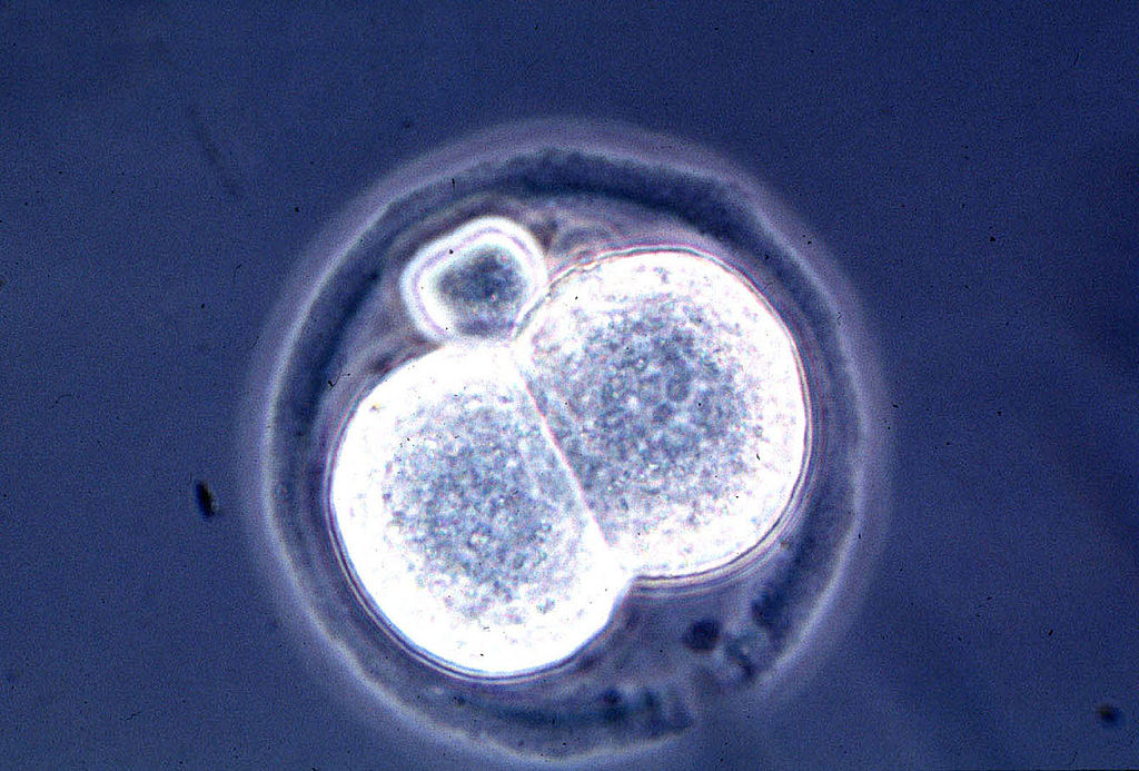 Scientists Develop Real-Time Imaging of Developing Embryos Using Quail Eggs